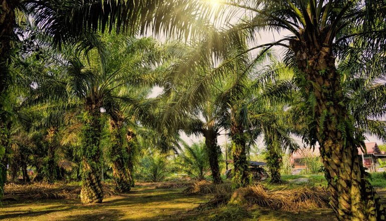 馬來西亞攜手日本實驗新技術 老棕櫚樹變身生質燃料
