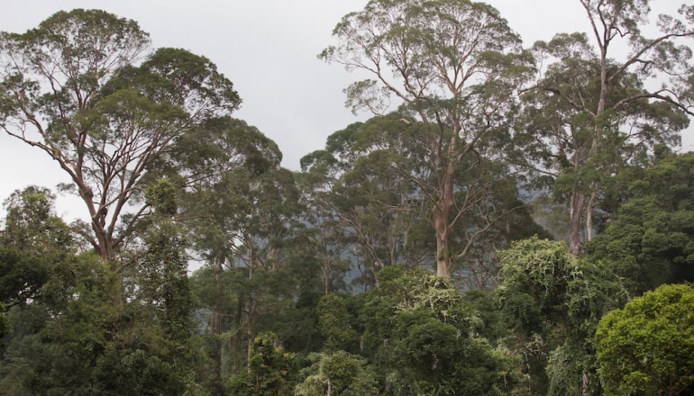 馬來西亞森林保育憑證FCC上線，促企業資助保育、抗氣候災害