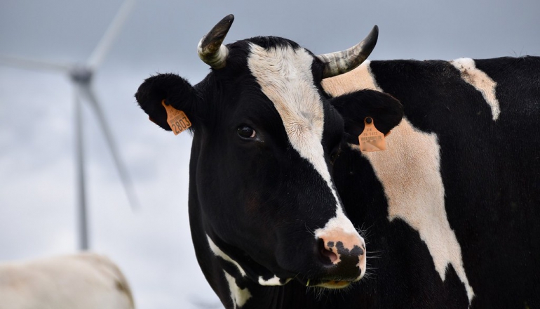 丹麥創農業碳稅首例！每頭牛繳3000元「牛屁稅」，資金用於造林與農業轉型
