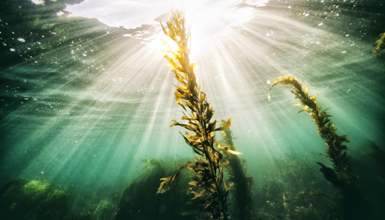 Vietnam’s mangroves, seaweed offer huge blue carbon potential