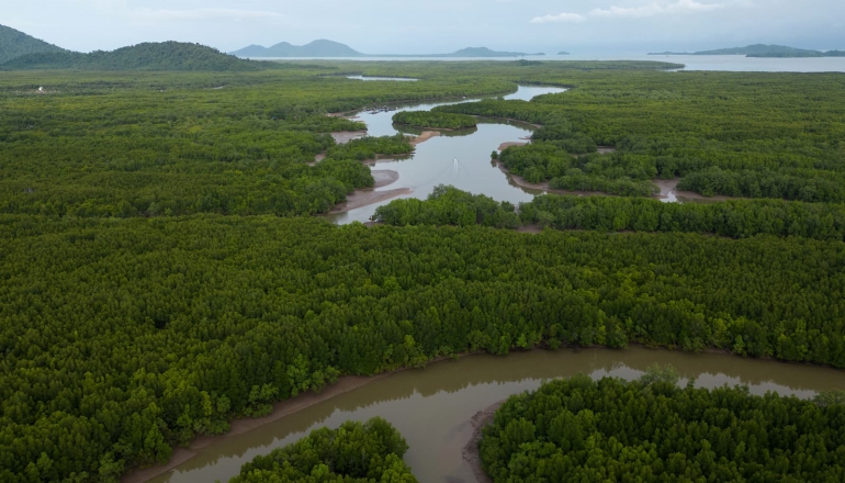 Thailand turns to mangrove carbon credits despite scepticism