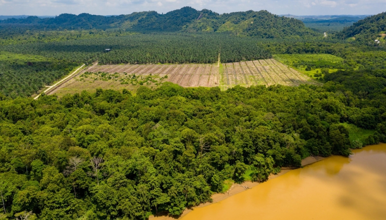 Can regenerative agriculture make palm oil sustainable?