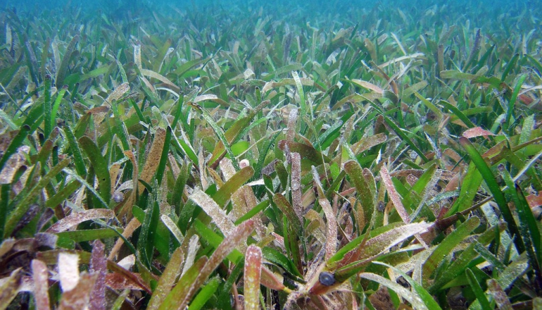 海草床固碳潛力大！台灣「海洋碳庫」卻面臨衰退危機，問題出在哪？