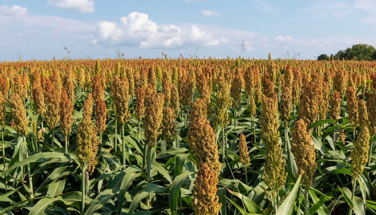 Pertamina launches sorghum pilot project for bioethanol production