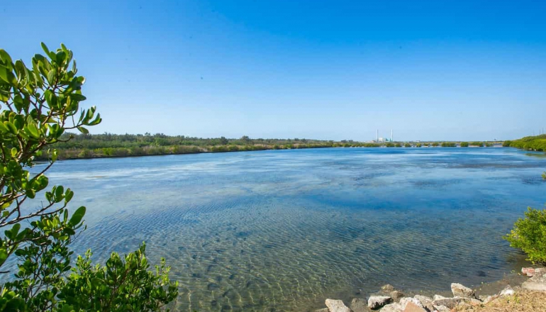 台灣大助台江廢魚塭變藍碳庫，首創「紅樹林複合式養殖負碳技術」為何特別？