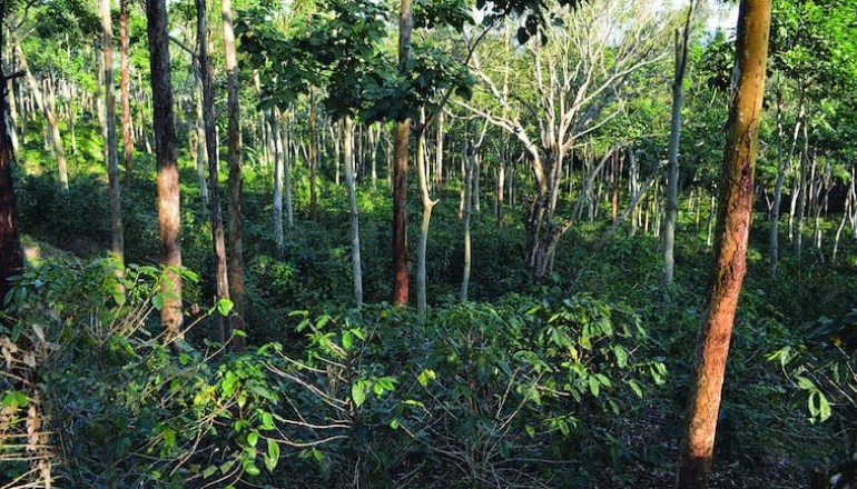 Agroforestry stores less carbon than reforestation, but has many other benefits, study finds