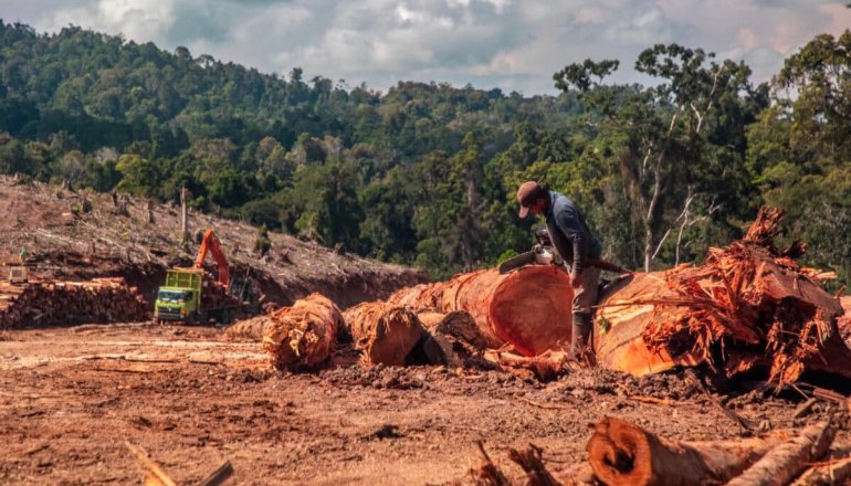 Forest biomass growth to soar through 2030, impacting tropical forests