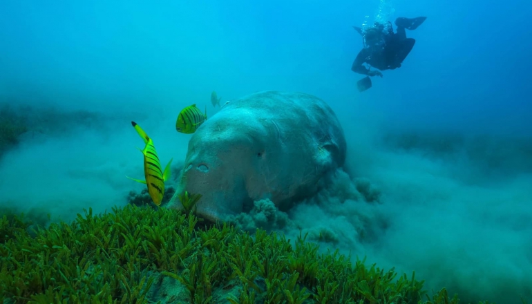 Seagrass loss leaves Thailand’s dugongs struggling to survive