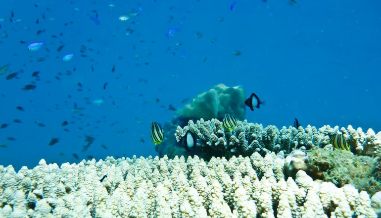 Study finds major coral loss in Vietnam’s first marine protected area