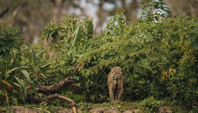 The tangle of biodiversity credits: Solution or greenwashing?