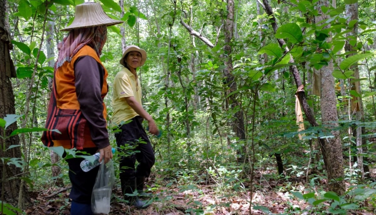 Women-led patrols and fire prevention restore forests in northern Thailand