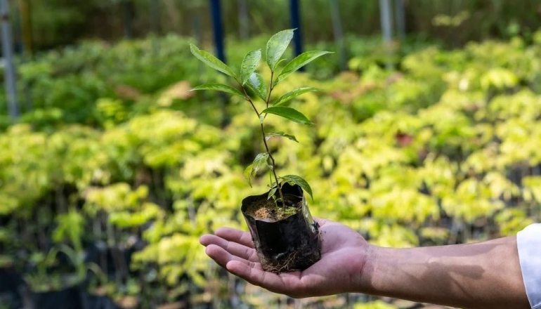 Jurisdictional REDD+: A new frontier in carbon credit market