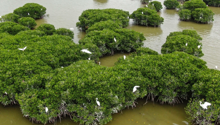 Are China’s blue carbon credits a free pass to harm its oceans?