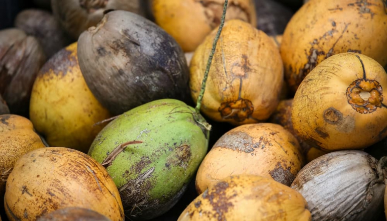 Indonesia to transform coconuts into sustainable aviation fuel