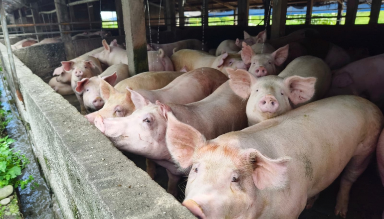 非洲豬瘟爆首例》禁止廚餘餵豬,生質能是解方嗎?3大QA盤點廚餘去化方向